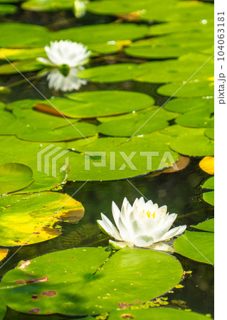京都市左京区の平安神宮　西神苑の白虎池の睡蓮 104063181