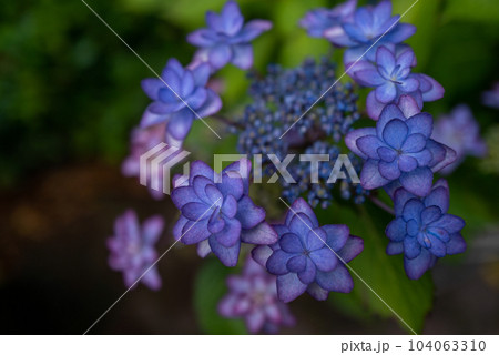 あじさい 104063310