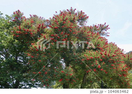 アメリカデイゴ・三角西港（熊本県・宇城市） 104063462