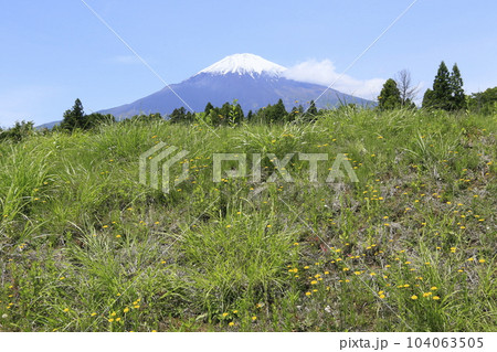 御殿場の田んぼと富士山 104063505