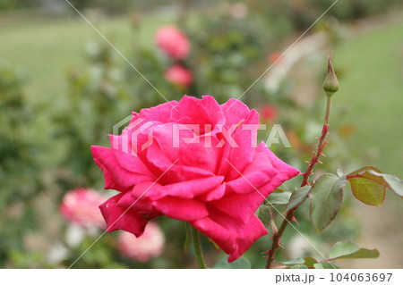 荒尾市　おもやい市民花壇　バラの花、 104063697