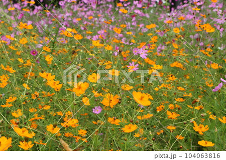 景観植物としても人気のあるコスモスの花ー八の写真素材 [104063816 