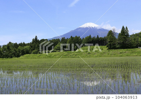 御殿場の田んぼと富士山 104063913