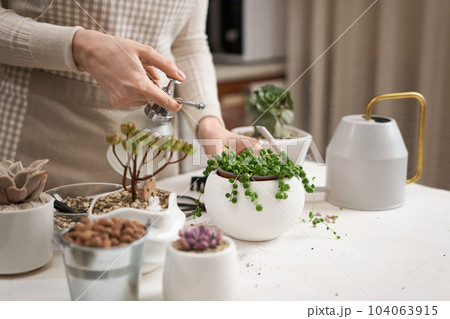 Woman spraying watering potted Senecio Rowley house Plant in white ceramic pot 104063915