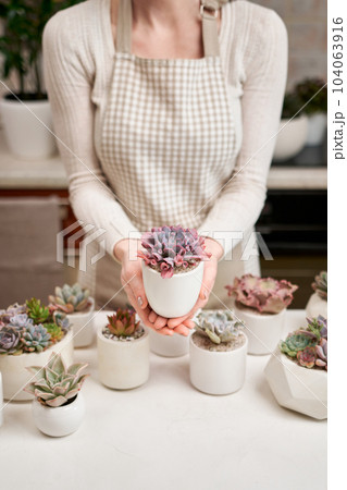 Woman holding Echeveria Succulent house plant in a pot 104063916