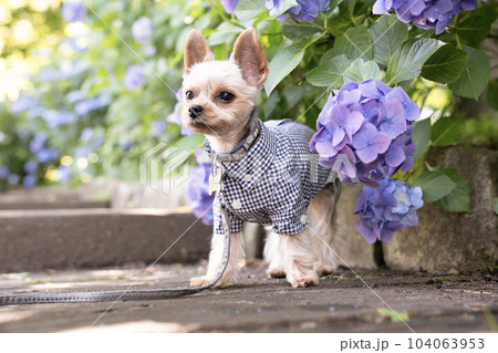 紫陽花とヨークシャテリアのぽん太 104063953