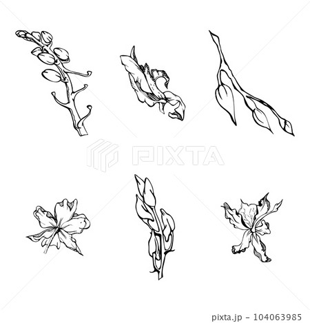 Hand drawn vector ink orchid flowers and branches, monochrome, detailed outline. Single flowers, leaves, stems. Isolated on white background. Design for wall art, wedding, print, tattoo, cover, card. Hand drawn vector ink orchid flowers and branches, monochrome, detailed outline. Single flowers, leaves, stems. Isolated on white background. Design for wall art, wedding, print, tattoo, cover, card. 104063985