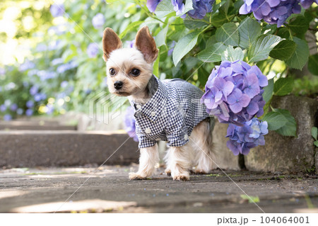 紫陽花とヨークシャテリアのぽん太 104064001