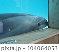 イルカのまなざし 104064053