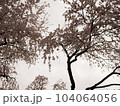 枝垂桜を見上げた景色 104064056