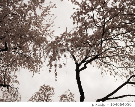 枝垂桜を見上げた景色 104064056