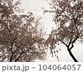 枝垂桜を見上げた景色 104064057