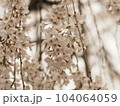 枝垂桜を近くで捉えた写真 104064059