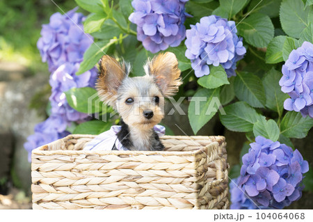 紫陽花とヨークシャテリアの珠夜 104064068