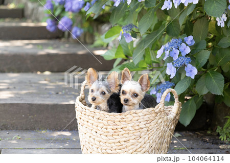 紫陽花と2匹のヨークシャテリア 104064114