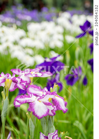 東京都 花菖蒲のクローズアップ(6月上旬) 東京都 花菖蒲のクローズアップ(6月上旬) 104064182