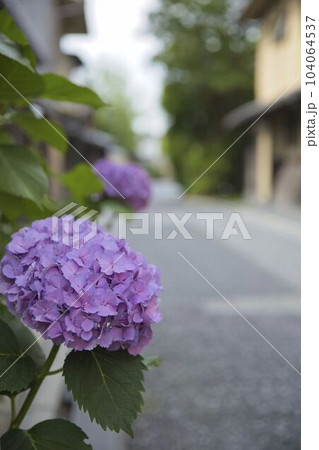 紫陽花と京町家　小川通の風景6 104064537