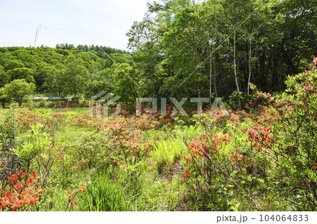 山梨県牧丘町の乙女高原のレンゲツツジと白樺の6月(梅雨) 山梨県牧丘町の乙女高原のレンゲツツジと白樺の6月(梅雨) 104064833