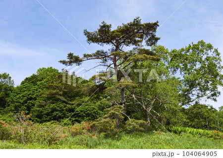 山梨県牧丘町の乙女高原のレンゲツツジと白樺の6月（梅雨）　 104064905
