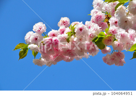 八重桜　平野撫子　大阪造幣局にて 104064951