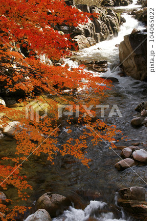 紅葉　 104065022