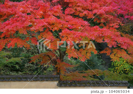 紅葉 紅葉 104065034