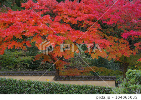 紅葉 104065035