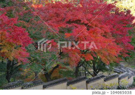 紅葉 104065038