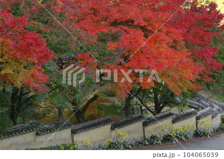 紅葉 104065039