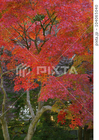 紅葉 104065040