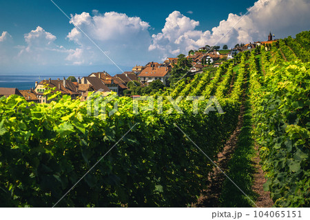 Grape plantations on the slope and cute small village, Switzerland Grape plantations on the slope and cute small village, Switzerland 104065151