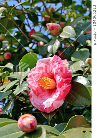 樹木：ツバキ　ツバキ科 104065213