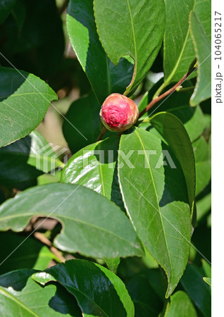 樹木:ツバキ ツバキ科 樹木:ツバキ ツバキ科 104065217