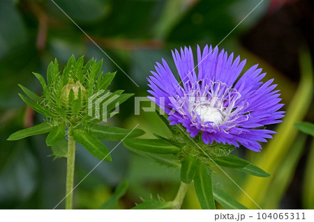ストケシア(瑠璃菊) ストケシア(瑠璃菊) 104065311