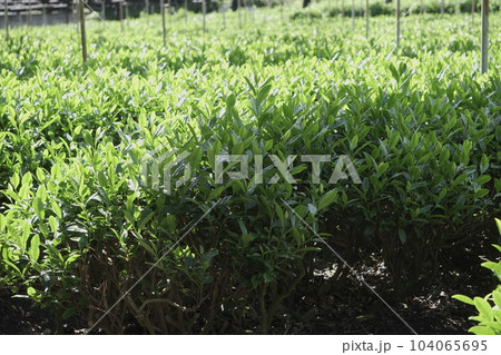 夏の日差しをうけて伸びる茶畑のお茶の葉 夏の日差しをうけて伸びる茶畑のお茶の葉 104065695