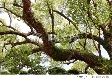 香川_特別名勝_栗林公園 104065910