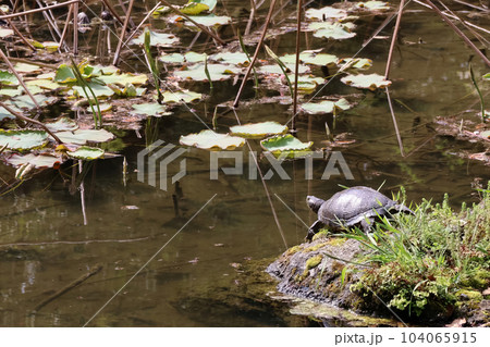 香川_特別名勝_栗林公園 104065915