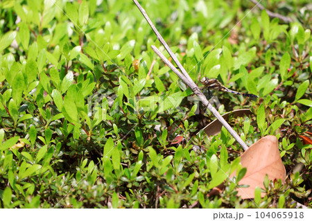 香川_特別名勝_栗林公園 香川_特別名勝_栗林公園 104065918