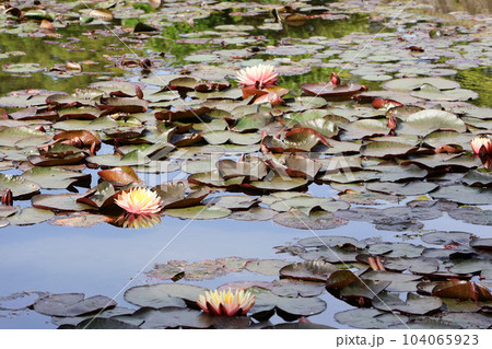 香川_特別名勝_栗林公園 香川_特別名勝_栗林公園 104065923