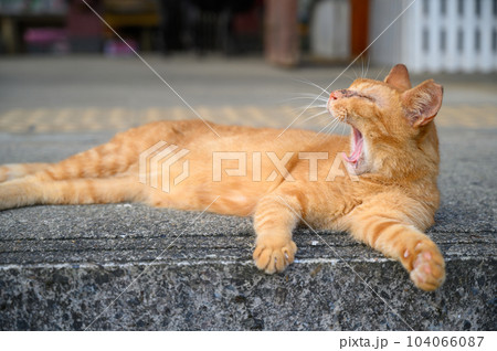 A yellow cat yawns lazily with its mouth wide open. A yellow cat yawns lazily with its mouth wide open. 104066087