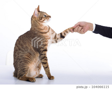 cat handshaking with business man cat handshaking with business man 104066115