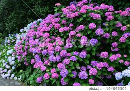 あじさいの名所 下田公園 あじさいの名所 下田公園 104066305