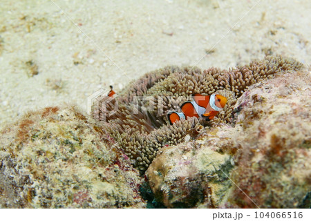 Scuba diving into coral garden at Ishigaki island, Japan Scuba diving into coral garden at Ishigaki island, Japan 104066516
