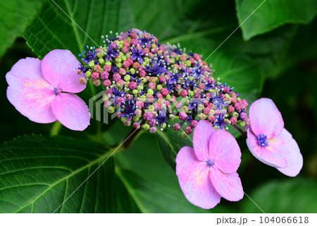 紫陽花の花(クローズアップ) 104066618