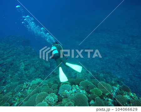 Scuba diving into coral garden at Ishigaki island, Japan 104066629