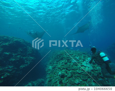 Scuba diving into coral garden at Ishigaki island, Japan 104066650