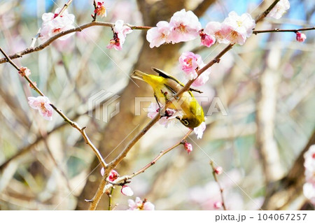 逆さまになって薄ピンクの梅の花の蜜を舐める可愛い緑の小鳥、メジロ 104067257