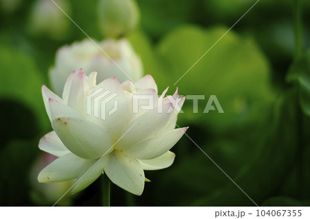 田園でみたハスの花 田園でみたハスの花 104067355