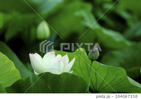 田園でみたハスの花 田園でみたハスの花 104067358