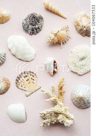 Seashells and corals set. Marine pattern. 104067533